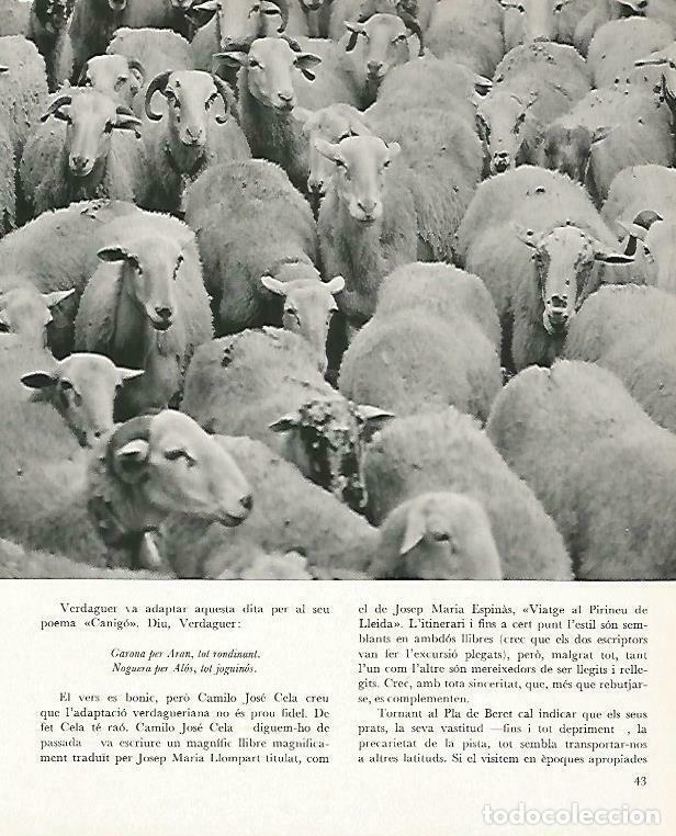 Postais: LAMINA 14626: Ovejas del Vall d'Aran - Estanislau Torres. Fotografias de Francesc Catala Roca