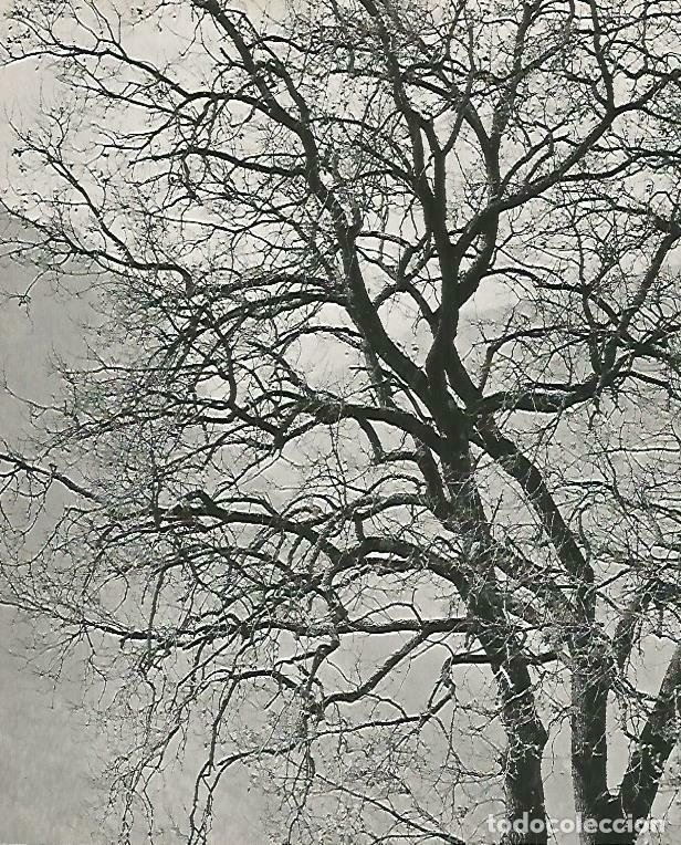 Postcards: LAMINA 14721: Arbol - Estanislau Torres. Fotografias de Francesc Catala Roca