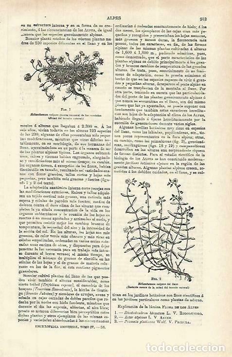 Postales: LAMINA ESPASA 33873: Helianthemum vulgare - Varios