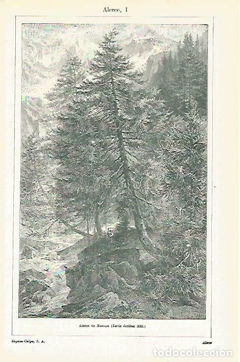 Postales: LAMINA ESPASA 33710: Alerce de Europa - Varios
