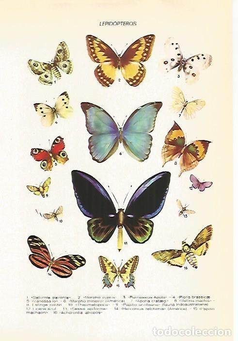 Postkarten: LAMINA VOX 16858: Especies de mariposas - Varios