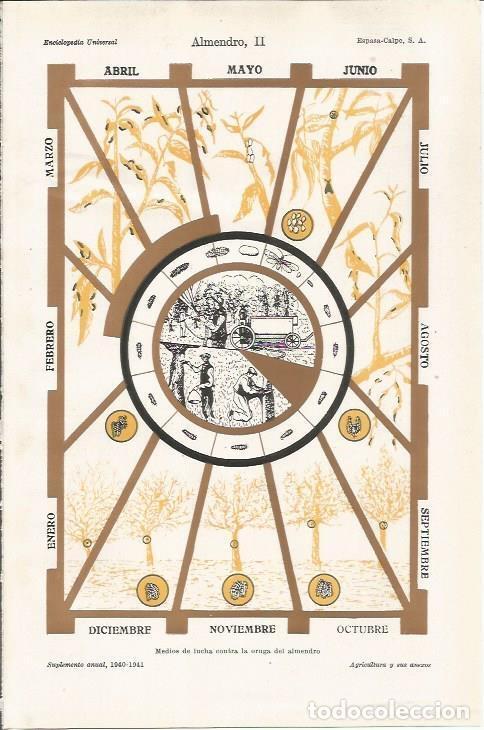Postais: LAMINA ESPASA 34347: Medios de lucha contra la oruga del almendro - Varios