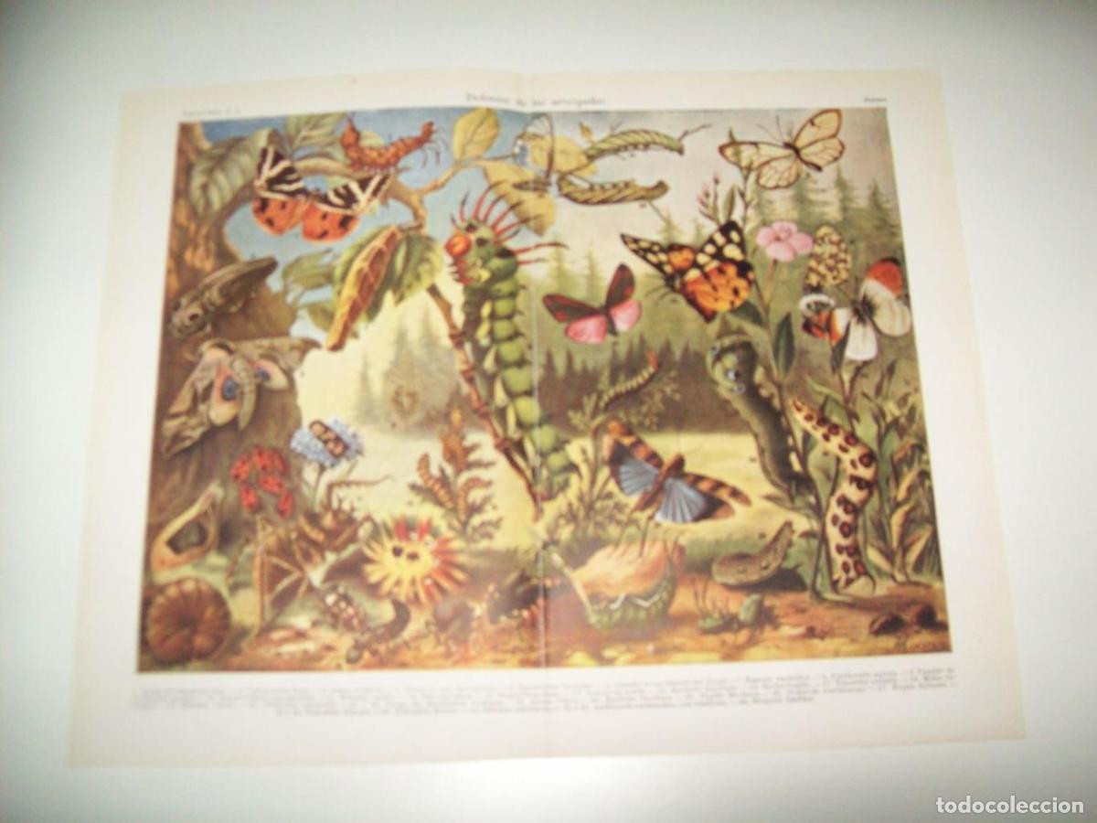 Cartoline: LAMINA ESPASA 33951: Defensas de los artropodos - Varios