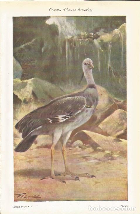 Cartes Postales: LAMINA ESPASA 34686: Chauna chavaria - Varios