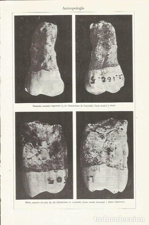 Cartoline: LAMINA ESPASA 35705: Antopologia. Premolares del periodo Musteriense - Varios