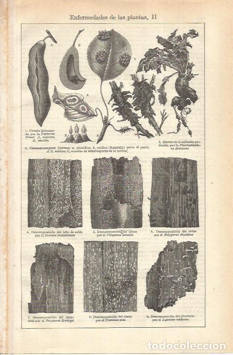 Cartoline: LAMINA ESPASA 35685: Enfermedades de arboles - Varios