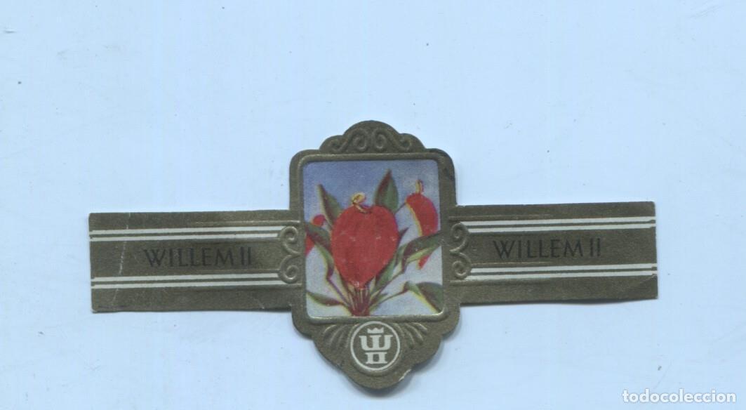 Postais: Vitola de Puro Willem II numero 2284 Flamingo plant Anthurium - Varios