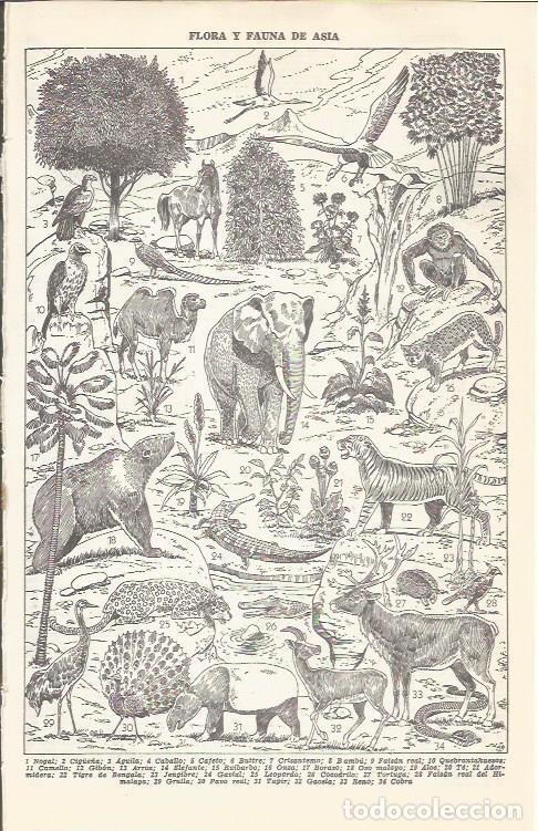 Postais: LAMINA 21396: Asia. Flora y fauna - VVAA