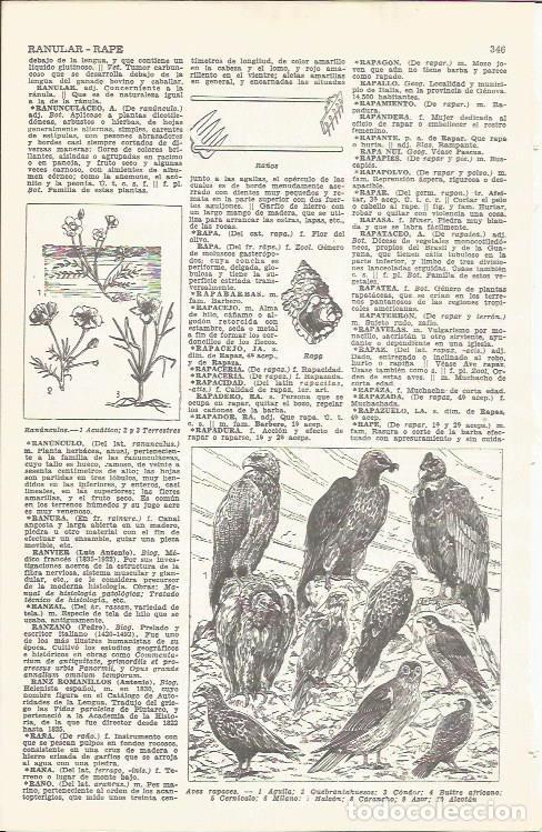 Cartoline: LAMINA 21503: Aves rapaces - VVAA