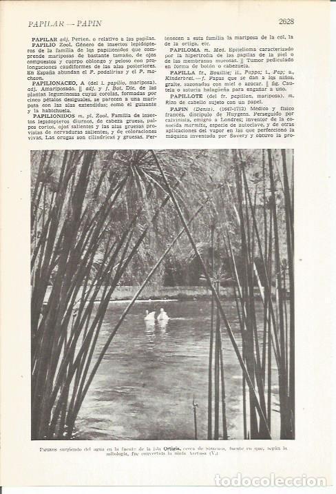 Postales: LAMINA 22501: Papiros en la isla de Ortigia, Sicilia - VVAA