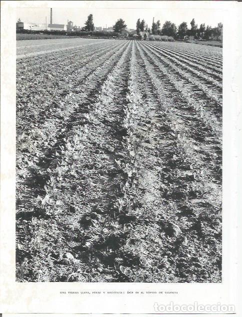 Postcards: LAMINA 21999: Huerto en la provincia de Valencia - Joan Fuster