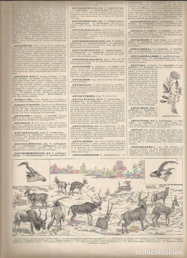 Postcards: LAMINA 23133: Especies de antilopes - Varios