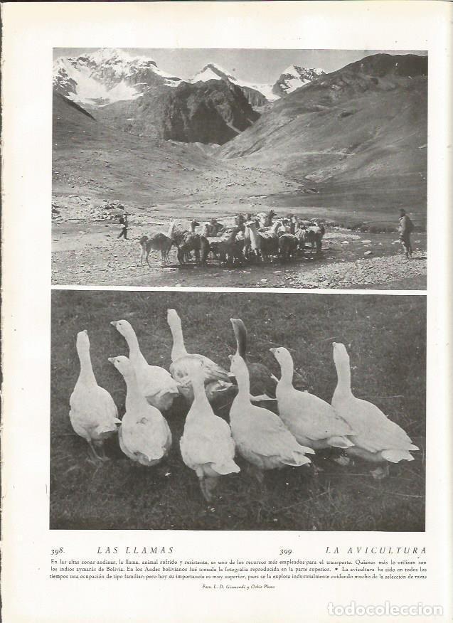 Cartoline: LAMINA 22875: Llamas y ocas - Amando Melon y Ruiz de Gordejuela