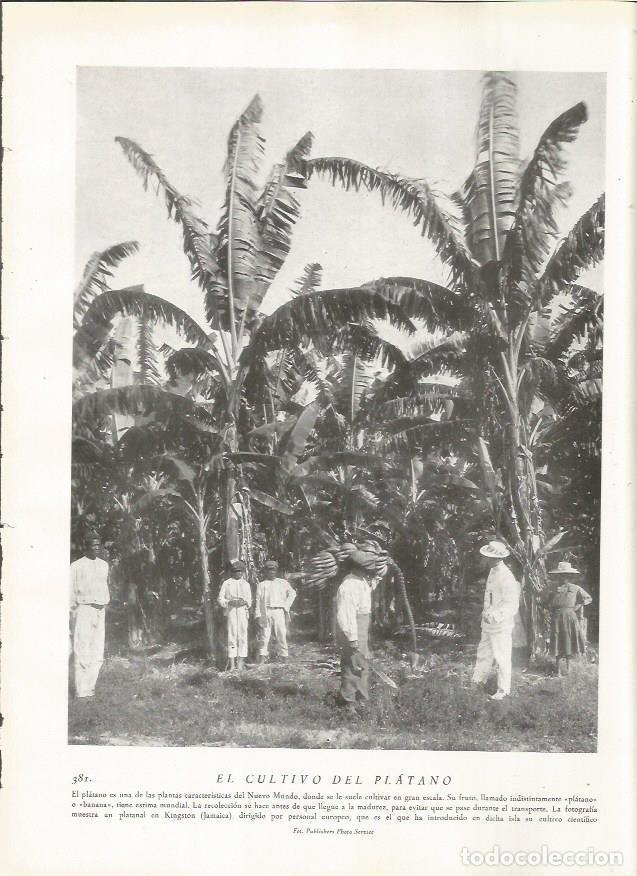 Cartoline: LAMINA 22870: Cultivo del platano en Jamaica - Amando Melon y Ruiz de Gordejuela
