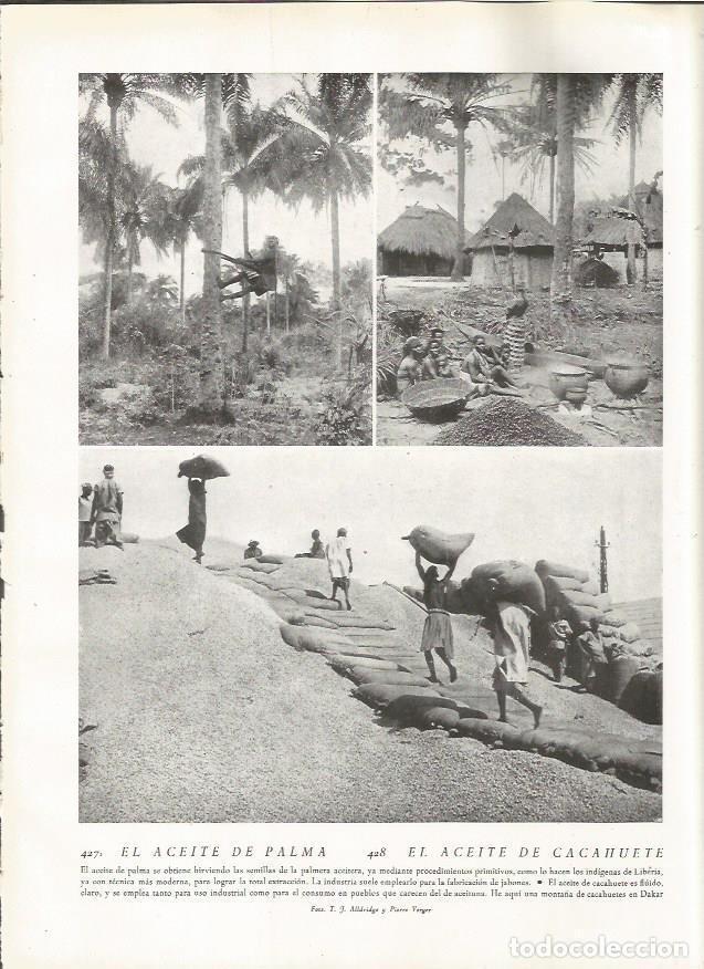 Cartoline: LAMINA 22883: Cultivo del aceite de palma y de cacahuete - Amando Melon y Ruiz de Gordejuela