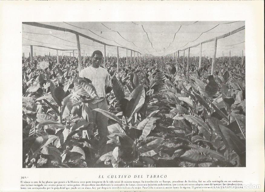Cartoline: LAMINA 22873: Cultivo del tabaco en Cuba - Amando Melon y Ruiz de Gordejuela
