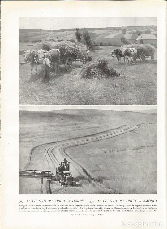 Postcards: LAMINA 22866: Cultivo del trigo en Europa y America - Amando Melon y Ruiz de Gordejuela