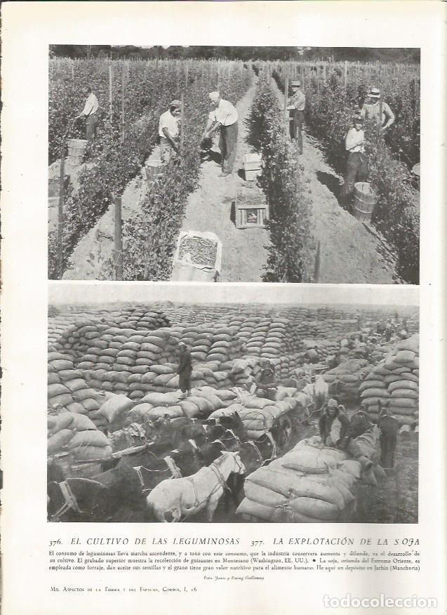 Postcards: LAMINA 22868: Recoleccion de guisantes en Montesano, Estados Unidos - Amando Melon y Ruiz de Gordeju