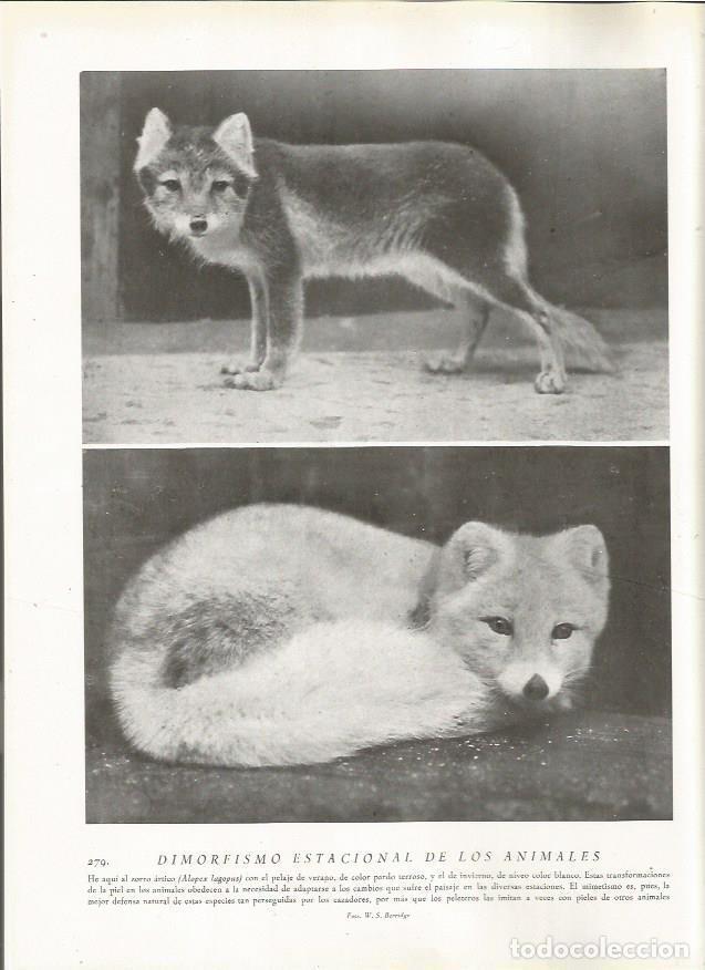 Postcards: LAMINA 22839: Zorro artico - Amando Melon y Ruiz de Gordejuela