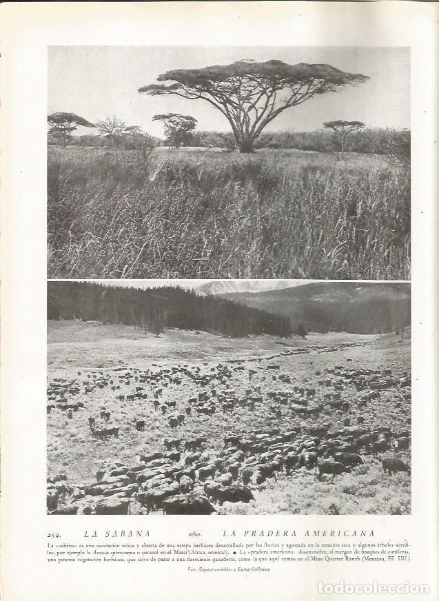 Postcards: LAMINA 22834: Sabana africana y el Mine Quarter Ranch, Estados Unidos - Amando Melon y Ruiz de Gorde