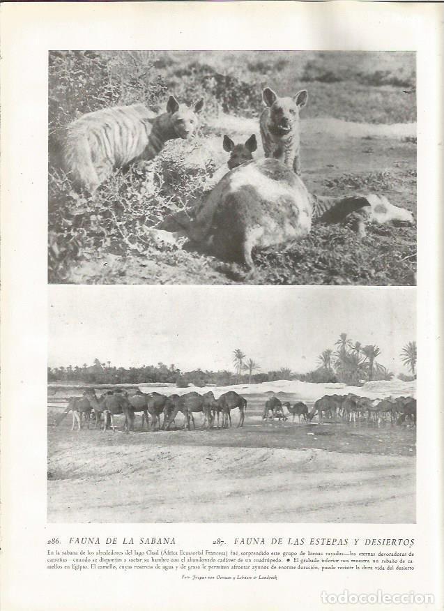 Postcards: LAMINA 22842: Hienas y camellos - Amando Melon y Ruiz de Gordejuela