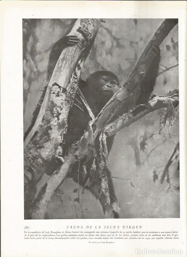 Postcards: LAMINA 22840: Gorila hembra - Amando Melon y Ruiz de Gordejuela