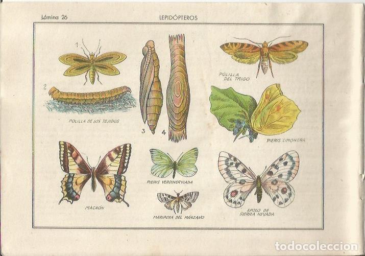 Cartoline: LAMINA 25485: Polillas y mariposa del manzano - Varios