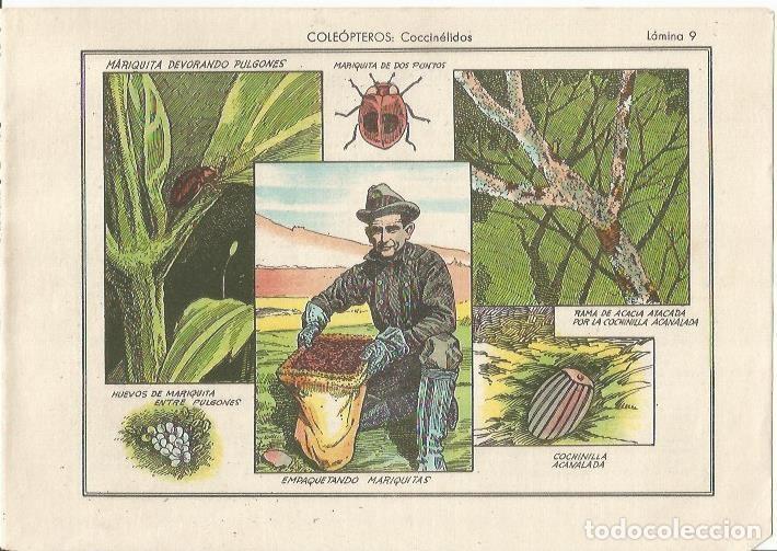 Cartoline: LAMINA 25472: Mariquitas - Varios