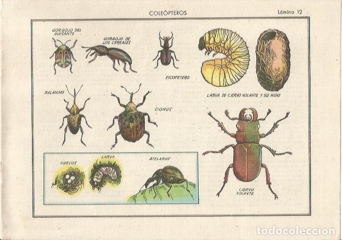 Postais: LAMINA 25475: Coleopteros, ciervo volante, cionus y gorgojos - Varios