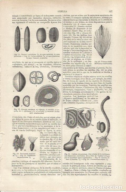 Cartes Postales: LAMINA ESPASA 37106: Especies varias de semillas - Varios