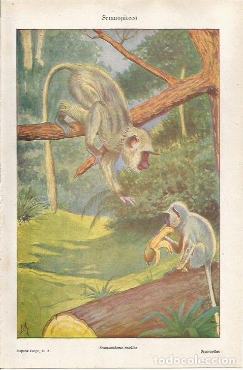 Postcards: LAMINA ESPASA 37112: Semnopiteco - Varios