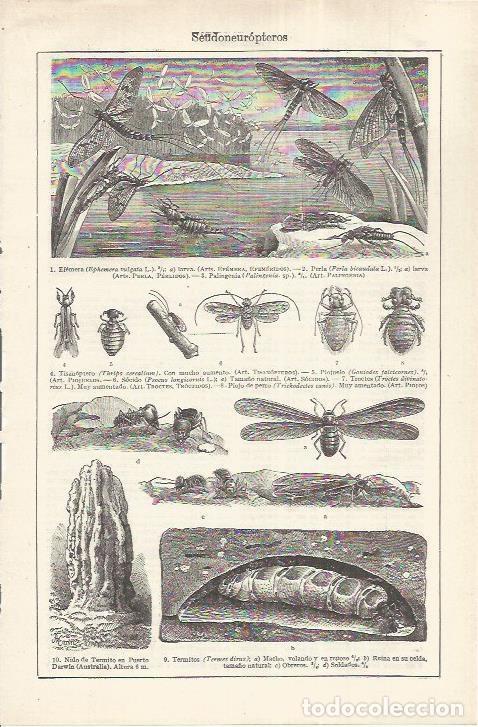 Postkarten: LAMINA ESPASA 37219: Seudoneuropteros - Varios