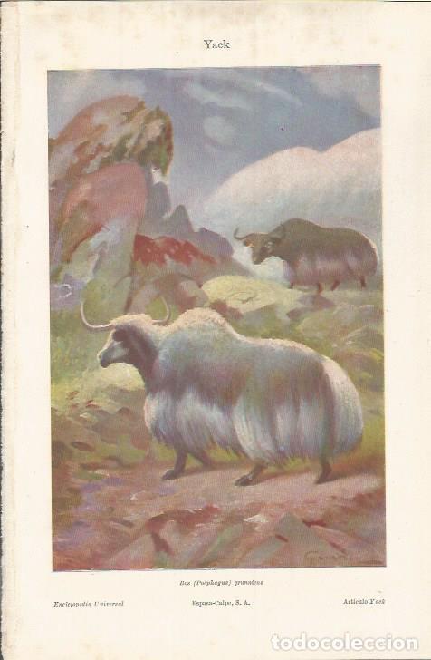Cartes Postales: LAMINA ESPASA 36864: Yack o Bos grunniens - Varios
