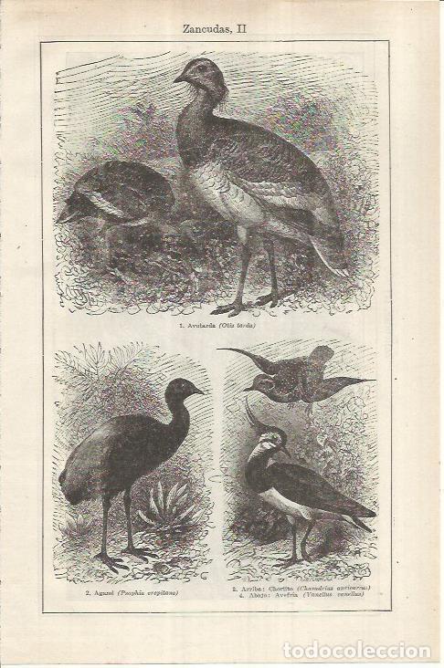 Cartoline: LAMINA ESPASA 36962: Avutarda, agami y chorlito - Varios