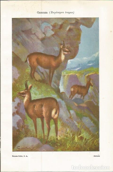 Cartes Postales: LAMINA ESPASA 37514: Gamuza o Rupicapra tragus - Varios
