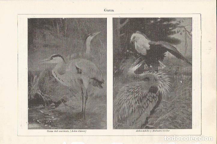 Cartes Postales: LAMINA ESPASA 37567: Garza - Varios