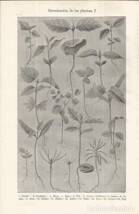 Cartes Postales: LAMINA ESPASA 37639: Germinacion de plantas - Varios