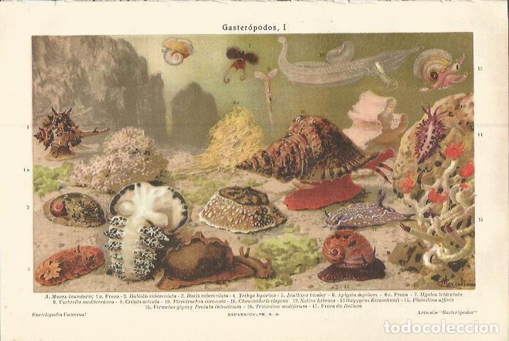 Postales: LAMINA ESPASA 37576: Gasteropodos - Varios