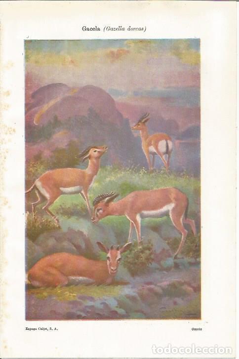 Cartes Postales: LAMINA ESPASA 37436: Gacela - Varios