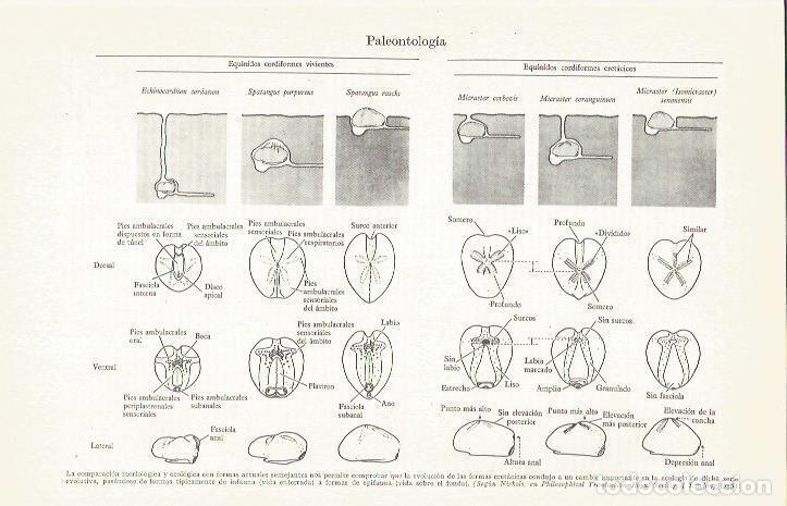 Postales: LAMINA ESPASA 37342: Comparacion morfologica seg&uacute;n Nickols - Varios