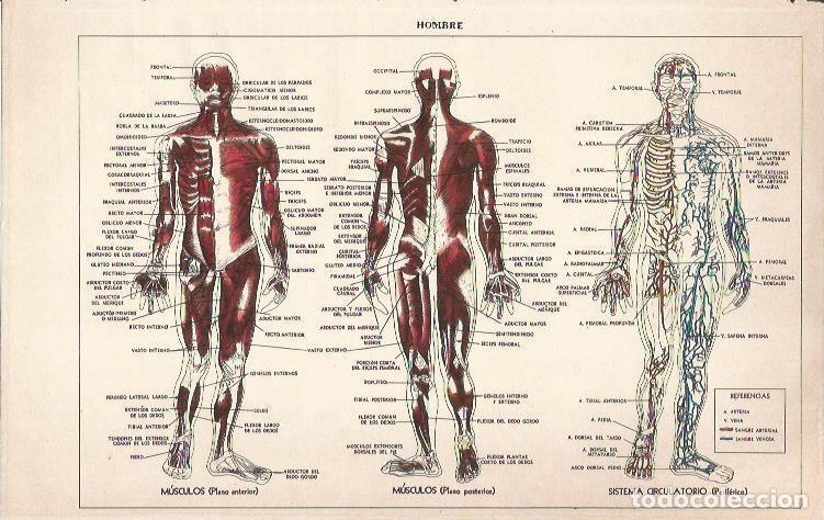 Postais: LAMINA 51646: Cuerpo humano: musculo y sistema circulatorio - VVAA