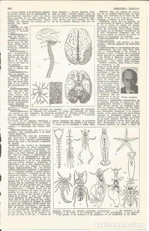 Postais: LAMINA 51710: Sistema nervioso del ser humano - VVAA