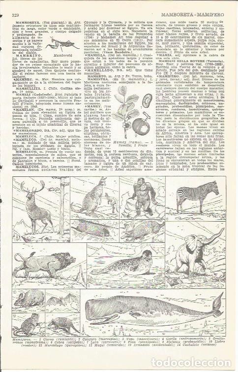 Postais: LAMINA 51680: Mamiferos - VVAA