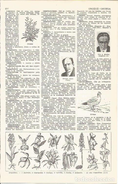 Postales: LAMINA 51722: Orquideas - VVAA