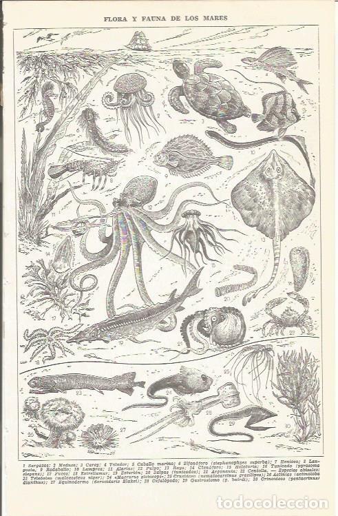 Postales: LAMINA 51683: Flora y fauna de los mares - VVAA
