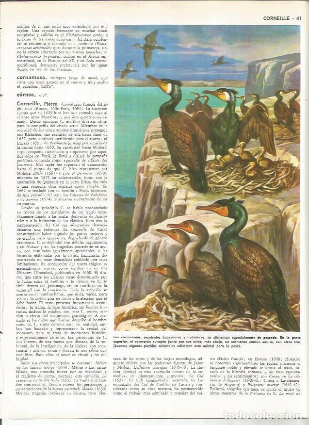 Cartoline: LAMINA MONITOR 01104: Cormoranes - Varios