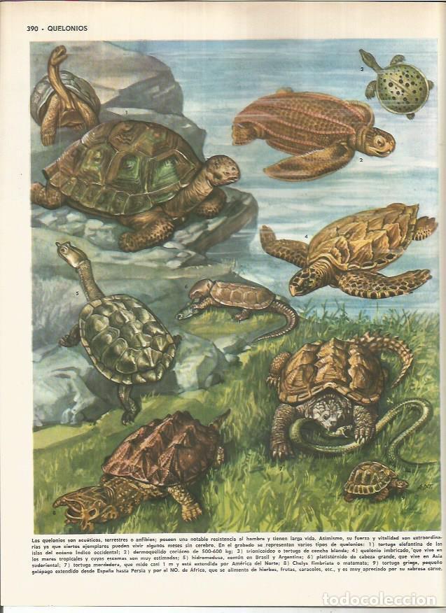 Cartoline: LAMINA MONITOR 01074: Quelonios - Varios