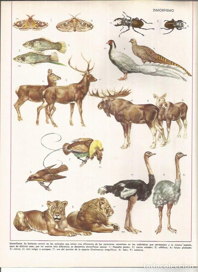 Cartoline: LAMINA MONITOR 01174: Dimorfismo - Varios