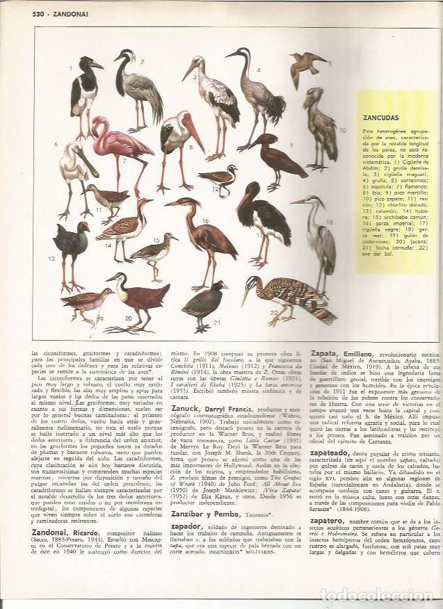 Cartoline: LAMINA MONITOR 0937: Tipos de aves zancudas - Varios