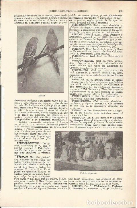 Cartoline: LAMINA ESPASA 37787: Pericos - Varios